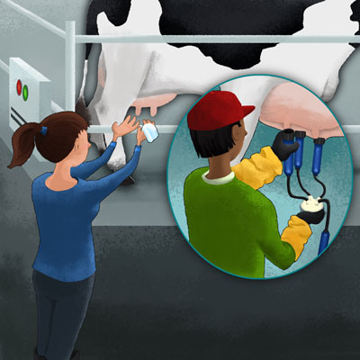 illustration of Panel for a large poster for the Oregon Dairy Council illustrating the process of 'Cow to Table'.